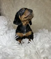 Little Bear, a male Miniature Dachshund for sale in Roanoke, VA – 6 of 9