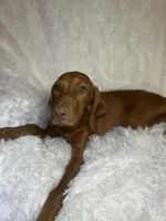 Maxine, a female Vizsla for sale in Roanoke, VA – 6 of 9