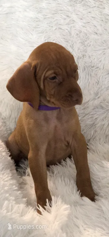 Purple collar little Georgia  – Vizsla puppy for sale in Roanoke, VA