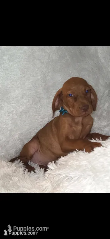 Little Harley – Vizsla puppy for sale in Roanoke, VA
