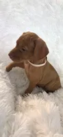 Cream collar girl, a female Vizsla for sale in Roanoke, VA – 4 of 5