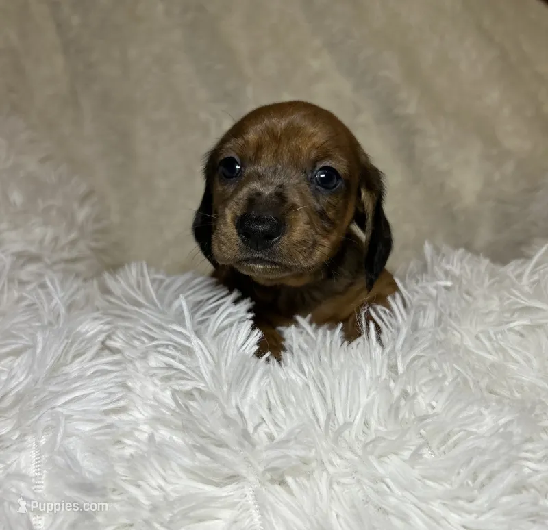 Blaze – Miniature Dachshund puppy for sale in Roanoke, VA