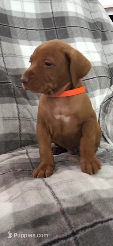 Male #2 – Vizsla puppy for sale in Roanoke, VA
