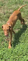 Little Ruby, a female Vizsla for sale in Roanoke, VA – 3 of 5