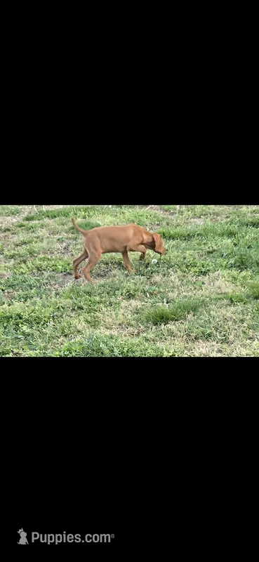 Little Rosie – Vizsla puppy for sale in Roanoke, VA