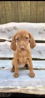 Little Rosie, a female Vizsla for sale in Roanoke, VA – Photo 3 of 10
