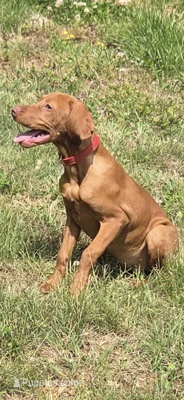 Little Rosie – Vizsla puppy for sale in Roanoke, VA