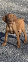 Little Rosie, a female Vizsla for sale in Roanoke, VA – Photo 8 of 10