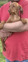 Little Rosie, a female Vizsla for sale in Roanoke, VA – Photo 4 of 10