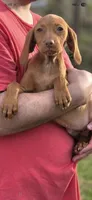 Little Rosie, a female Vizsla for sale in Roanoke, VA – Photo 5 of 10