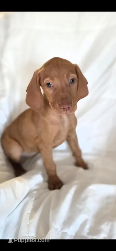 Female – Vizsla puppy for sale in Roanoke, VA