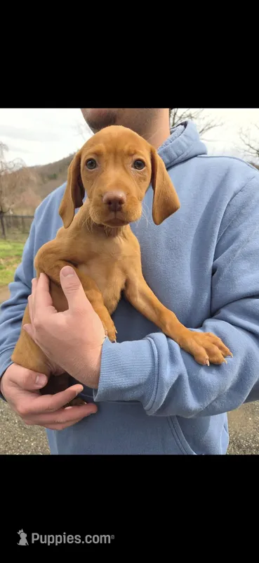 Female – Vizsla puppy for sale in Roanoke, VA