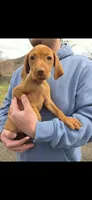 Female, a female Vizsla for sale in Roanoke, VA – Photo 2 of 3