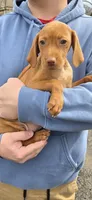 Female, a female Vizsla for sale in Roanoke, VA – Photo 3 of 3