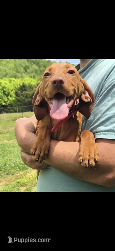Little Rosie – Vizsla puppy for sale in Roanoke, VA
