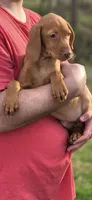 Little Rosie, a female Vizsla for sale in Roanoke, VA – Photo 6 of 10