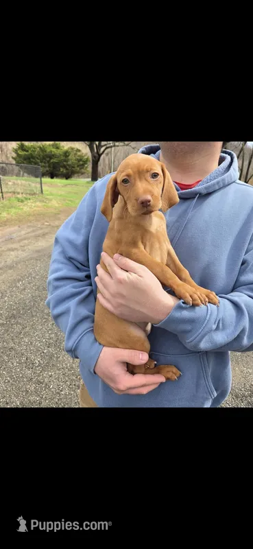 Female – Vizsla puppy for sale in Roanoke, VA