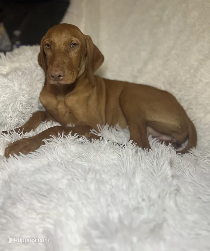 Little Ruby – Vizsla puppy for sale in Roanoke, VA