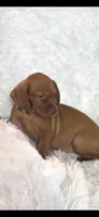 Little Harley, a male Vizsla for sale in Roanoke, VA – 5 of 9