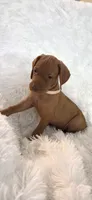 Cream collar girl, a female Vizsla for sale in Roanoke, VA – 5 of 5