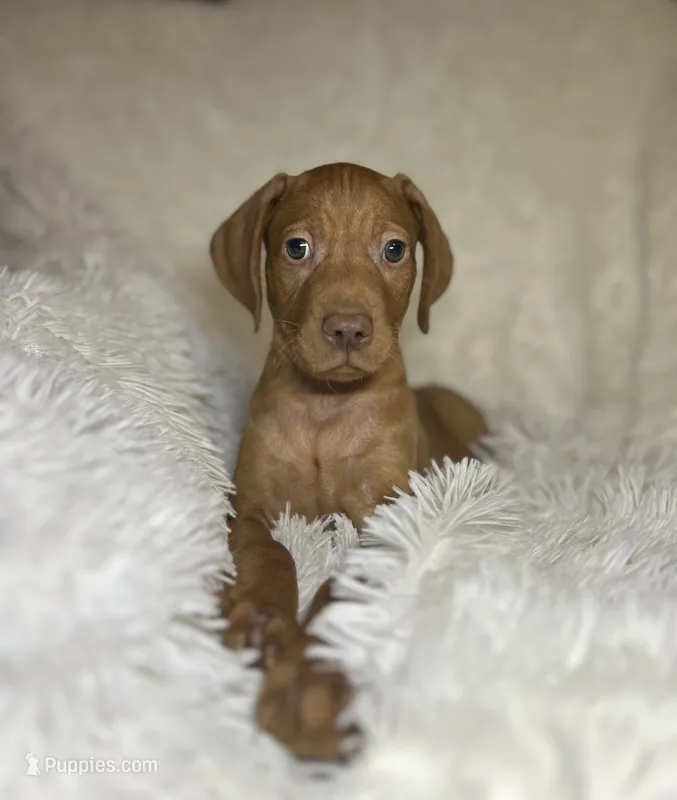 Max  – Vizsla puppy for sale in Roanoke, VA