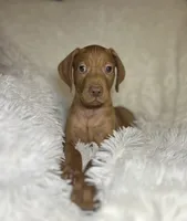 Max , a male Vizsla for sale in Roanoke, VA – 4 of 7