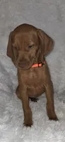 Orange collar , a female Vizsla for sale in Roanoke, VA – 2 of 8