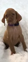 Purple collar little Georgia , a female Vizsla for sale in Roanoke, VA – 9 of 10