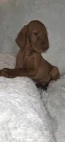 Male #1, a male Vizsla for sale in Roanoke, VA – 4 of 9