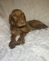 Little Ruby, a female Vizsla for sale in Roanoke, VA – 9 of 10