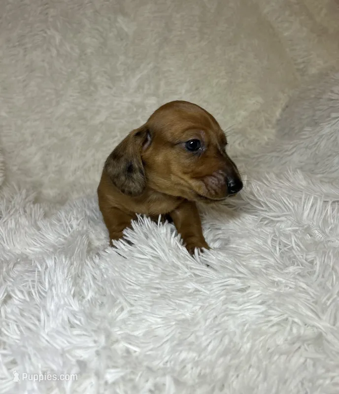 Rusty – Miniature Dachshund puppy for sale in Roanoke, VA
