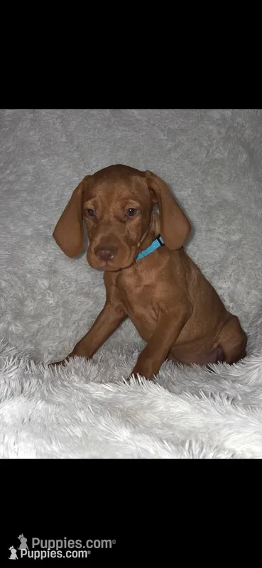 Little Harley – Vizsla puppy for sale in Roanoke, VA