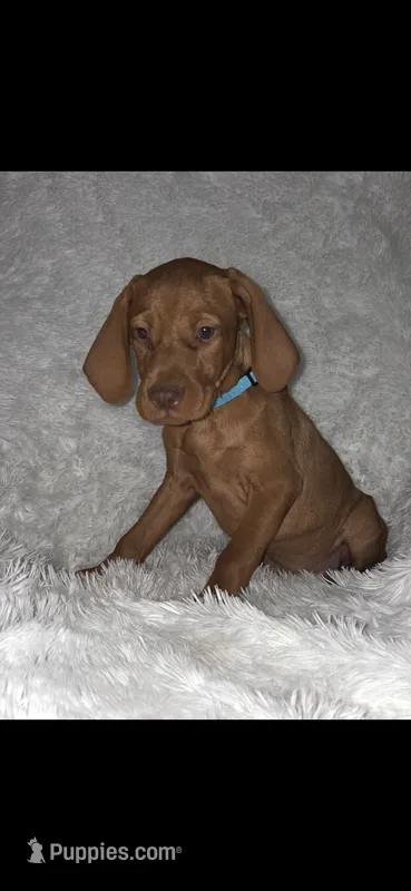 Little Harley – Vizsla puppy for sale in Roanoke, VA