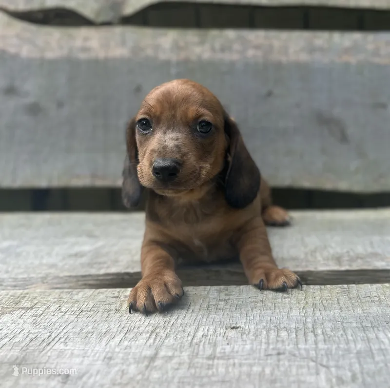 Blaze – Miniature Dachshund puppy for sale in Roanoke, VA