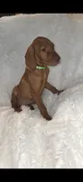 Male #1, a male Vizsla for sale in Roanoke, VA – 3 of 9