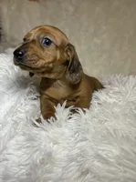 Rusty, a male Miniature Dachshund for sale in Roanoke, VA – 5 of 8
