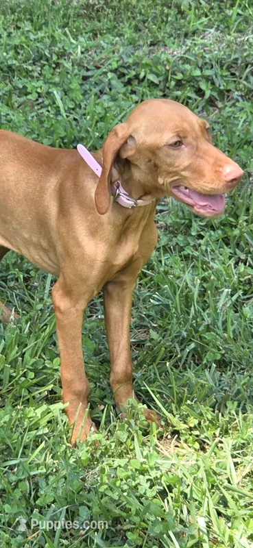 Little Ruby – Vizsla puppy for sale in Roanoke, VA