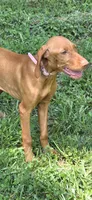 Little Ruby, a female Vizsla for sale in Roanoke, VA – 5 of 5