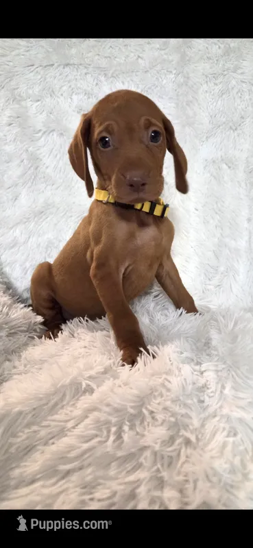 Female #3 – Vizsla puppy for sale in Roanoke, VA