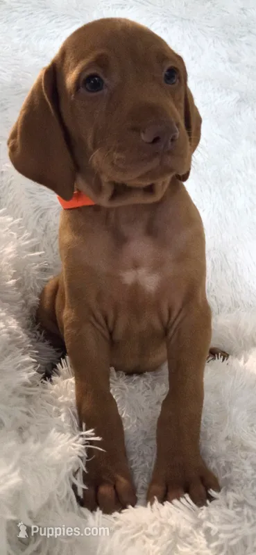 Male #2 – Vizsla puppy for sale in Roanoke, VA