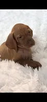 Purple collar little Georgia , a female Vizsla for sale in Roanoke, VA – 7 of 10