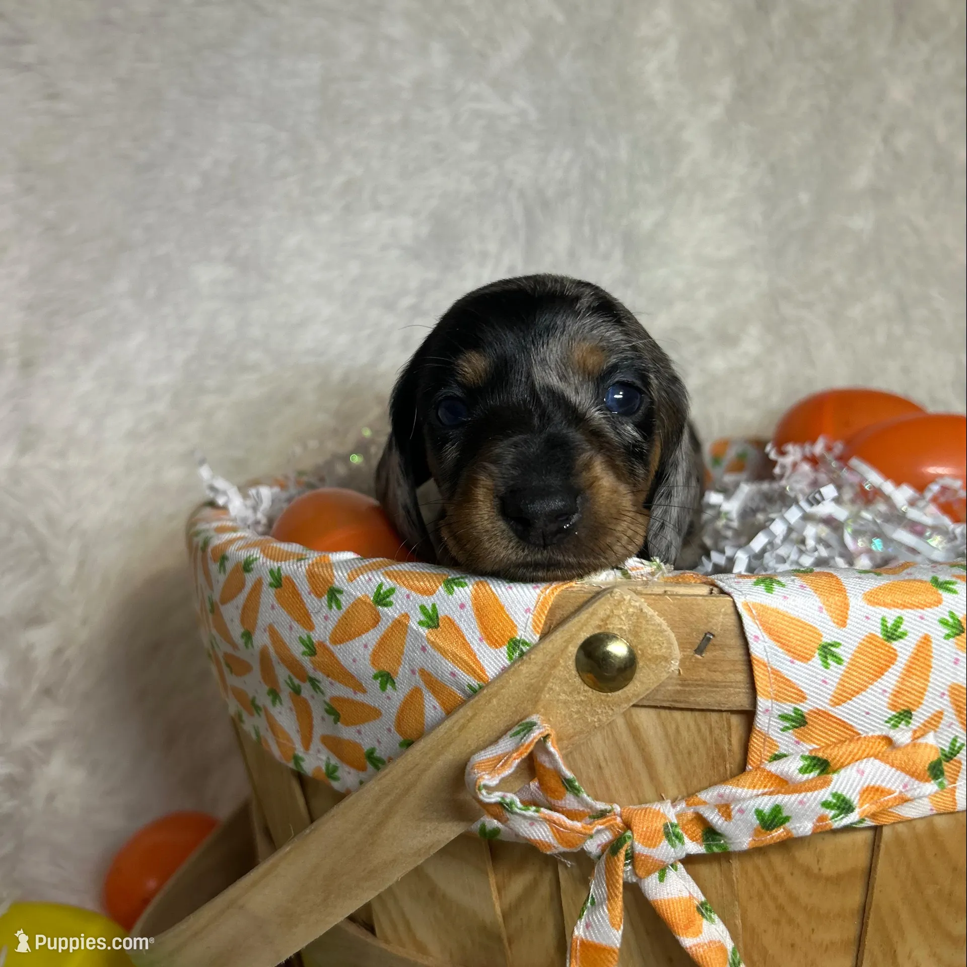Willow – Miniature Dachshund puppy for sale in Roanoke, VA