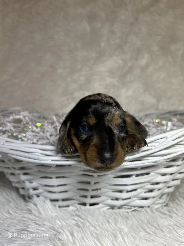 Willow, a female Miniature Dachshund for sale in Roanoke, VA – Photo 1 of 5