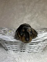 Willow, a female Miniature Dachshund for sale in Roanoke, VA – Photo 1 of 5