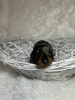 Willow, a female Miniature Dachshund for sale in Roanoke, VA – Photo 2 of 5