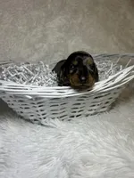 Willow, a female Miniature Dachshund for sale in Roanoke, VA – Photo 4 of 5