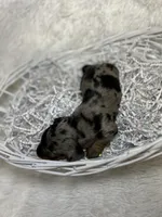 Willow, a female Miniature Dachshund for sale in Roanoke, VA – Photo 5 of 5