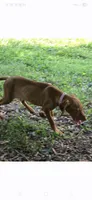 Little Ruby, a female Vizsla for sale in Roanoke, VA – 4 of 5