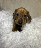 Rusty, a male Miniature Dachshund for sale in Roanoke, VA – 3 of 8
