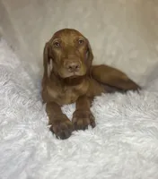 Little Ruby, a female Vizsla for sale in Roanoke, VA – 8 of 10